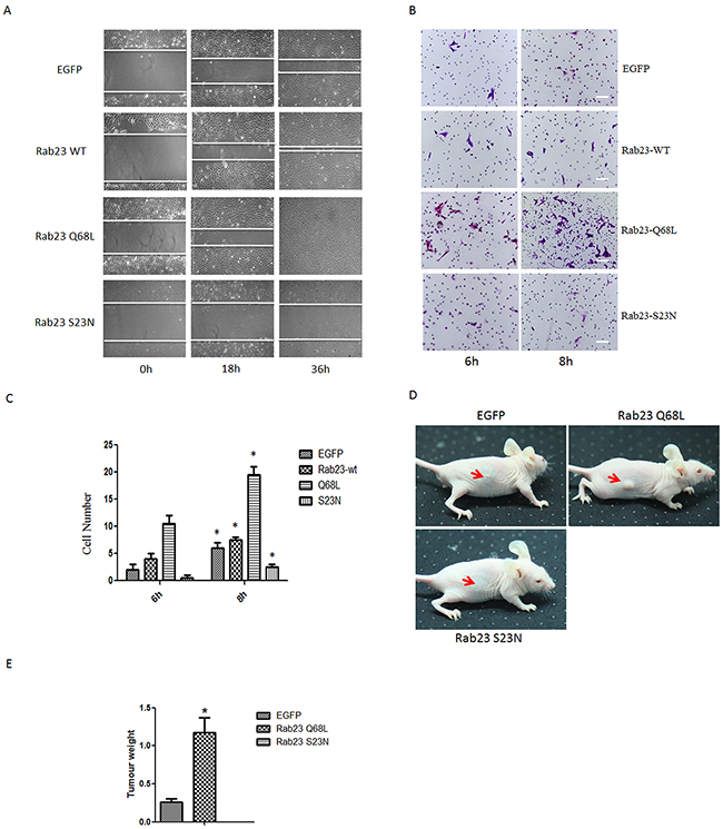 Rab23 promotes squamous cell carcinoma cells migration and invasion in GTP-bound form of Rab23.