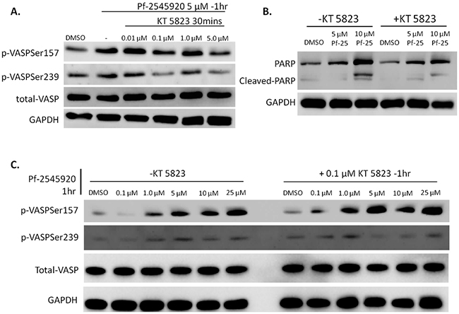 Addition of KT 5823 blocks activity of PKG when stimulated with Pf-2545920.