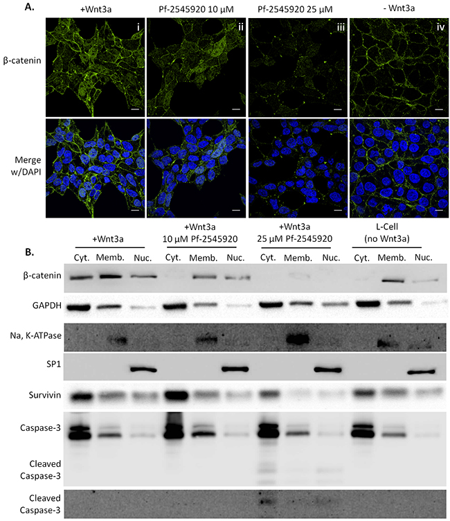 PDE10 inhibition using Pf-2545920 inhibits &#x03B2;-catenin translocation to the nucleus in SW-480 colon tumor cells.