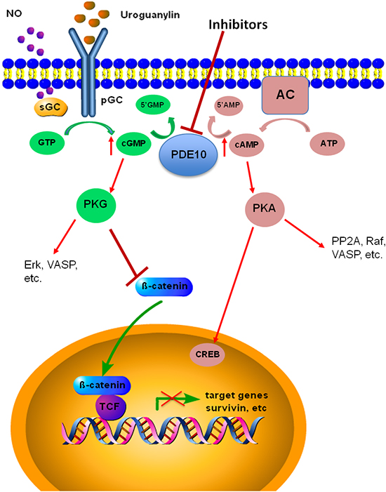 PDE10 signaling in colon cancer.