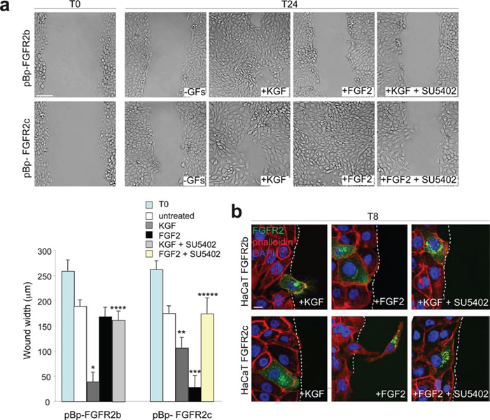 The ligand-dependent activation of FGFR2b and FGFR2c induces comparable migratory responses in keratinocytes.