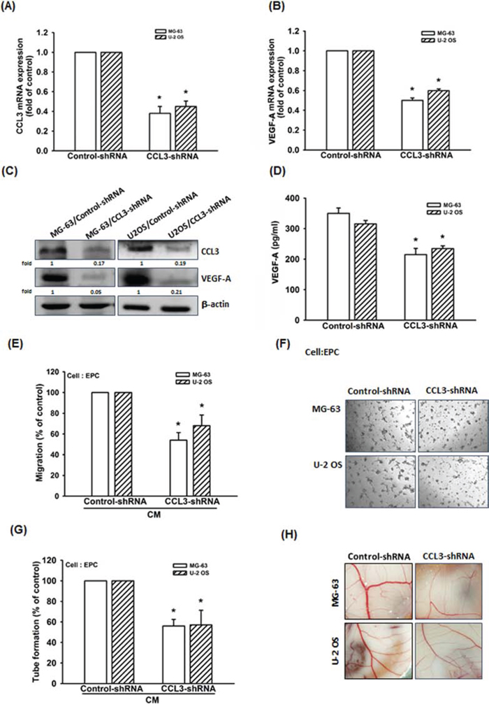 Knockdown of CCL3 decreases VEGF-A expression and inhibits angiogenesis in human osteosarcoma cells.