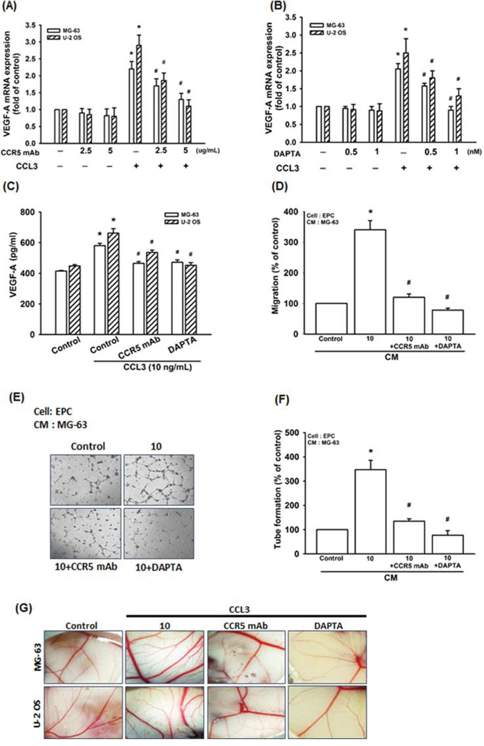 CCL3 promotes VEGF-A expression and angiogenesis through CCR5 receptor.