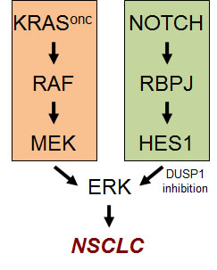 The Notch pathway cooperates with the KRAS pathway in the hyperactivation of ERK in NSCLC.