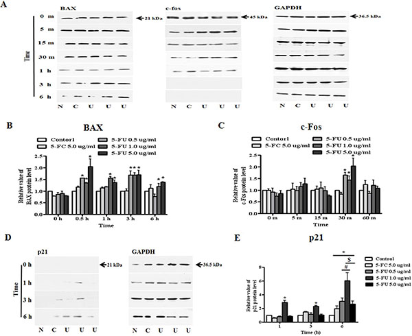 Alteration of apoptosis and proliferation related protein expression in MDA-MB-231 cells after 5-fluorouracil (5-FU) treatment.