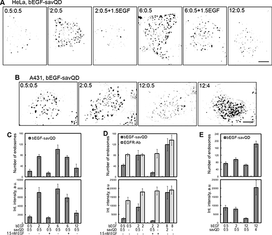 The influence of variable ratios of bEGF to savQD concentrations on the formation of CCP/EE in the cells.