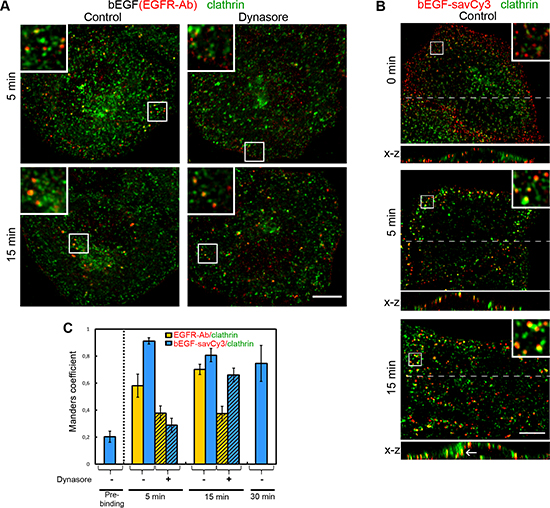 Immuno-co-localization of EGFR or bEGF-savCy3 with clathrin.