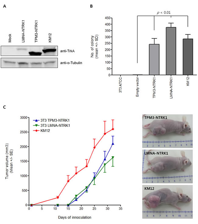 Tumorigenicity assay with transformed NIH3T3 cells.