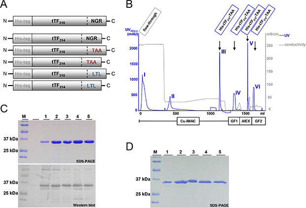 Schematic illustration of the NG2-targeting tTF-fusion protein constructs and their purification process.