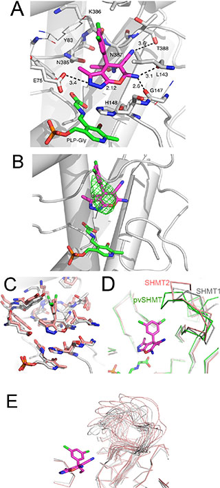 Template-based docking of 2.12 into the active site of SHMTs.
