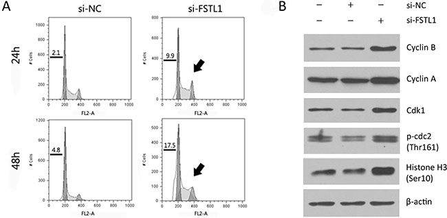 FSTL1-knockdown induced G2/M arrest and cyclin B1-Cdk1 up-regulation.