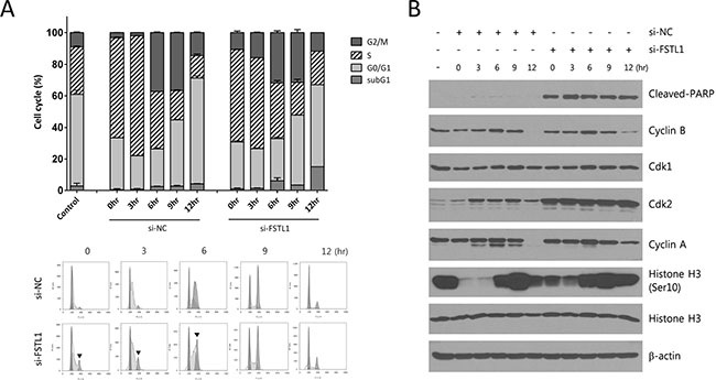 FSTL1 inhibition by siRNA induced mitotic arrest.