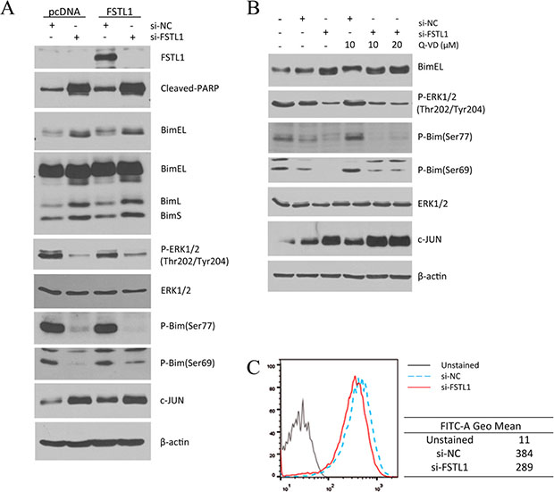 FSTL1-knockdown induced apoptosis was associated with increased Bim by decreased phosphorylation.