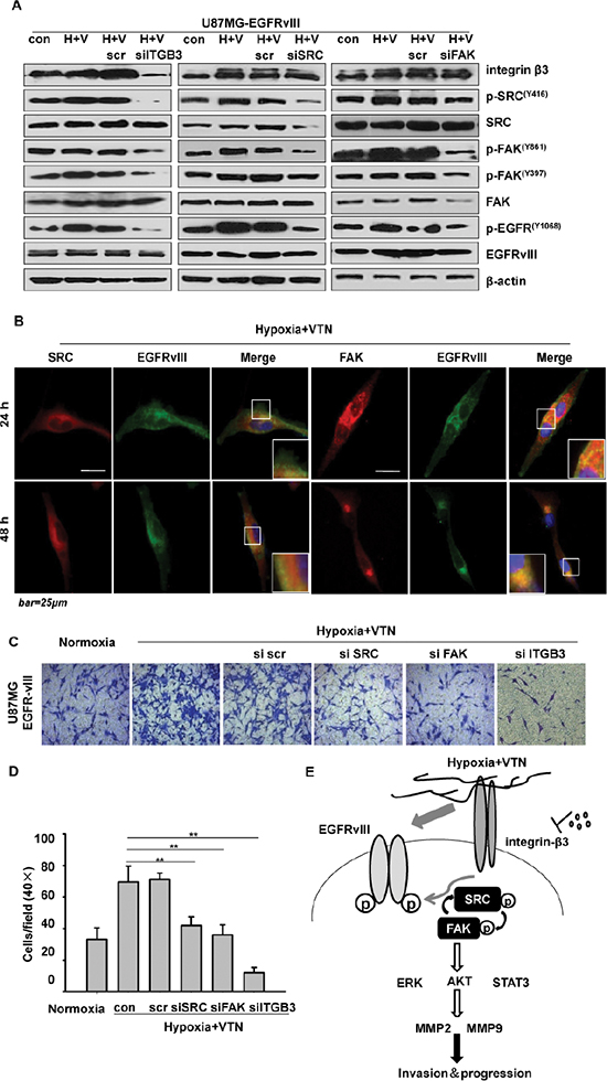 The integrin &#x03B2;3/FAK/SRC/EGFRvIII signaling axis.