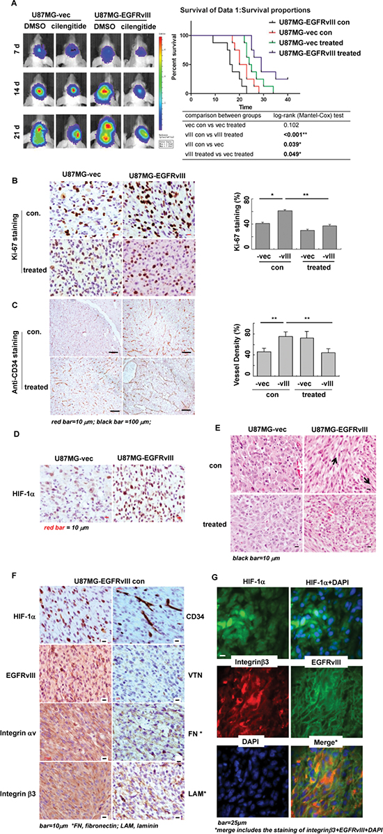 Tumor microenvironment induced by EGFRvIII in GBM xenografts in vivo.