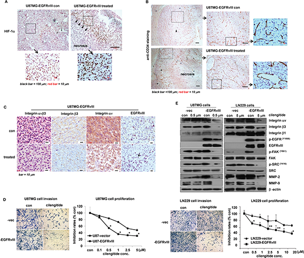 Cilengitide achieved high efficacy in treating EGFRvIII-tumors.