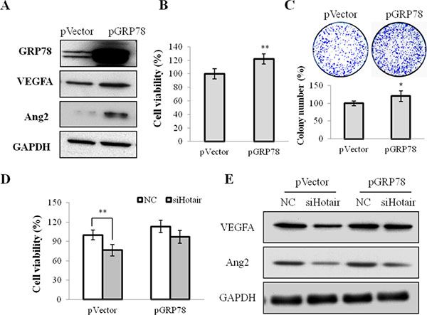 GRP78 overexpression mediated cell growth and angiogenesis in NPC cells.