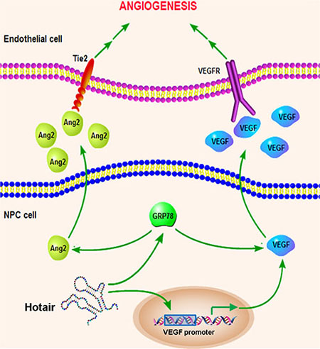 Schematic overview of the Hotair-mediated angiogenesis in NPC.