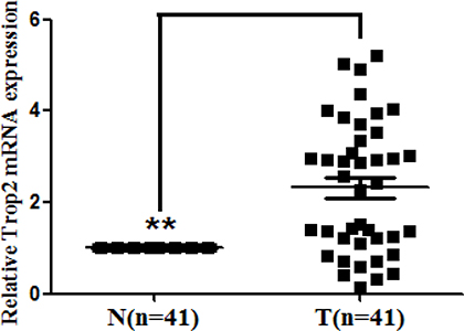 Trop2 mRNA expression in 41 GC tissue pairs.