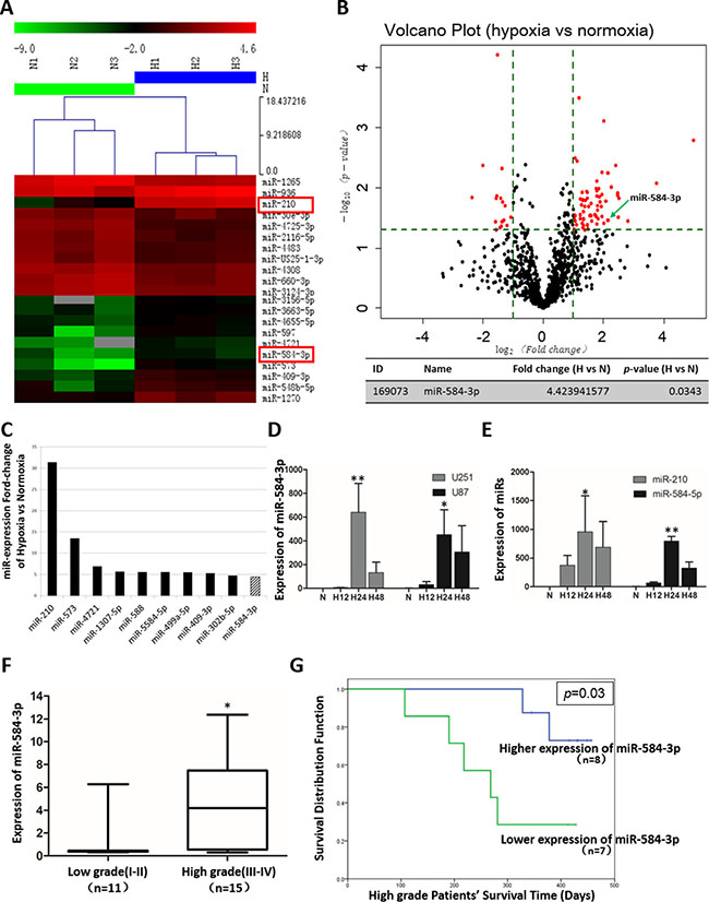 miRNA array analysis of differentially expressed miRNAs in hypoxic glioma cell lines and miR-584-3p expression levels in human glioma tumors and cell lines.