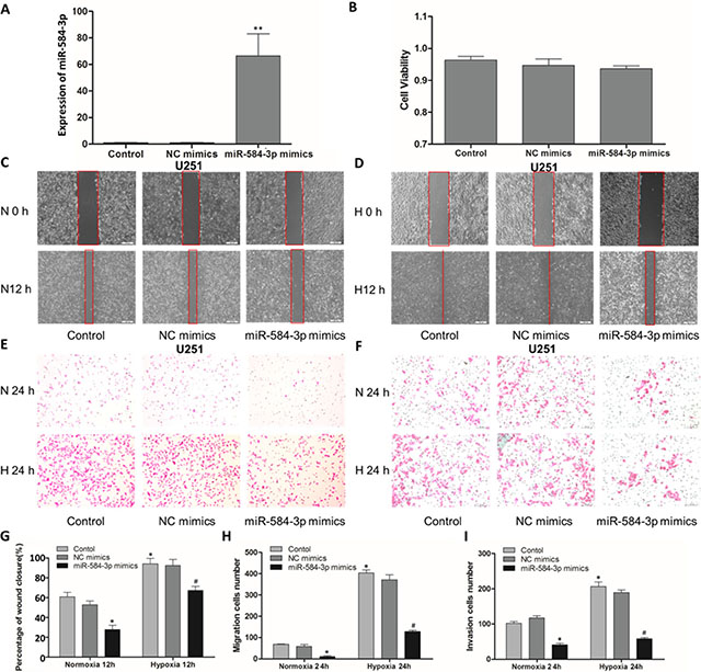 miR-584-3p overexpression suppressed the migratory and invasive capacities of human glioma cells.