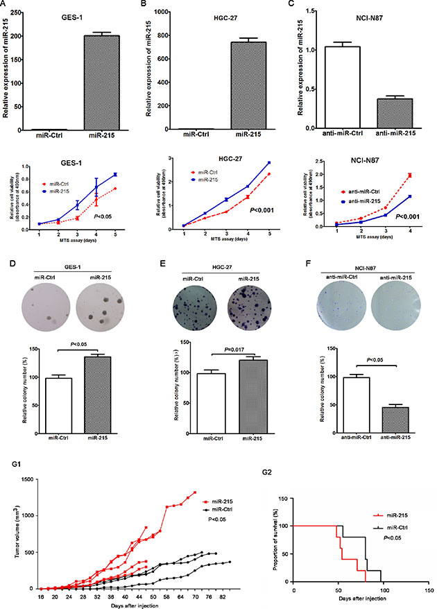 miR-215 promoted the growth of GC cells in vitro and in vivo.