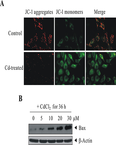 Cd treatment induced the loss of mitochondrial transmembrane potential and the up-regulation of proapoptotic protein BAX.