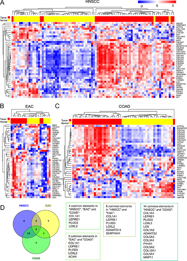 The expression of genes associated with Collagen Fibril Organization Gene (CFOG) ontology (GO:0030199) differentiates between tumor and normal tissue in Head &#x0026; Neck Squamous cell carcinoma (HNSCC), Esophageal Adenocarcinoma (EAC) and Colon Adenocarcinoma (COAD).