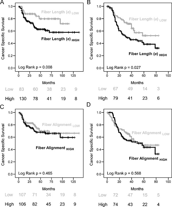 Increased collagen fiber length but not alignment correlates with poor survival rates in HNSCC and EAC.
