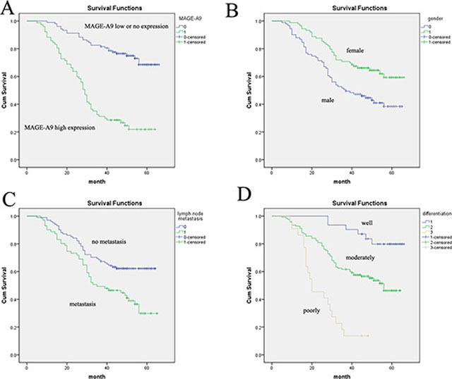 Analysis of lung adenocarcinoma patient survival using the Kaplan-Meier method.