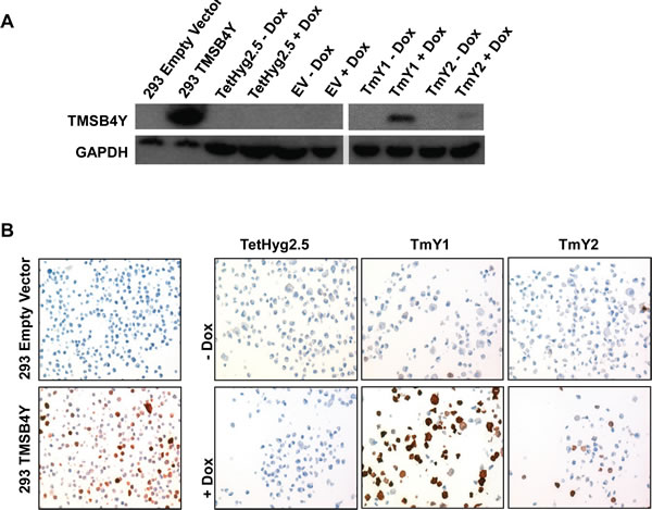 TMSB4Y expression in Dox-inducible clones.