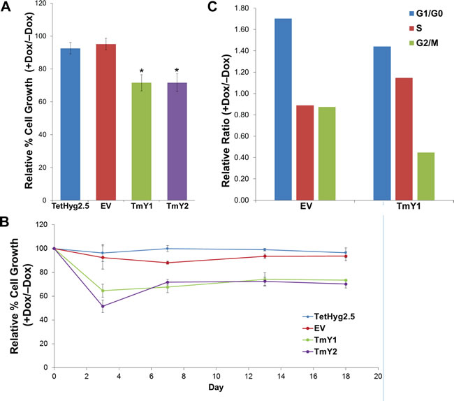 TMSB4Y expression reduces cell proliferation.