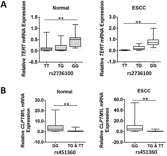 TERT or CLPTM1L mRNA expression in normal and cancerous esophageal tissues grouped by rs2736100 or rs451360 genotypes.