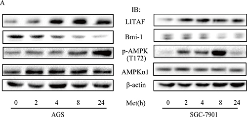 Regulation of LITAF and Bmi-1 by metformin.