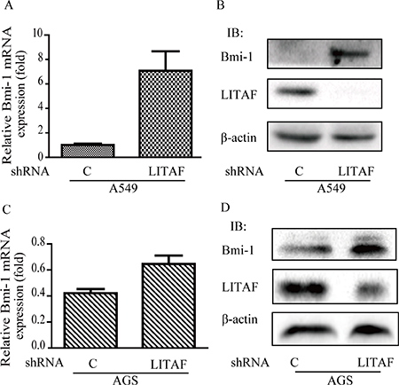 Induction of Bmi-1 by LITAF knockdown.