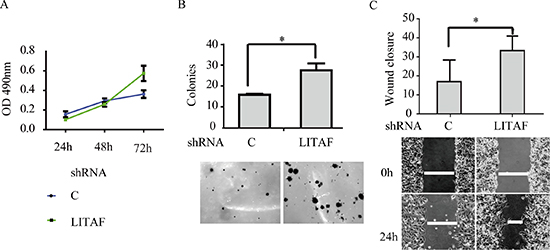 The effect of LITAF knockdown on cellular behavior of A549 cells.