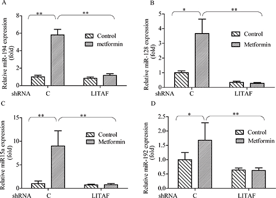 Effect of LITAF on miRNA regulation.