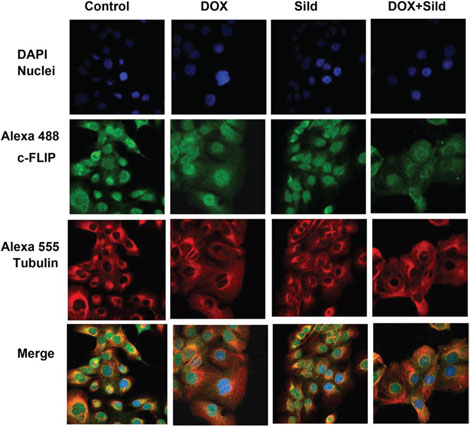 Figure 2. Sildenafil and DOX co-treatment reduced FLIP expression in DU145 cells.