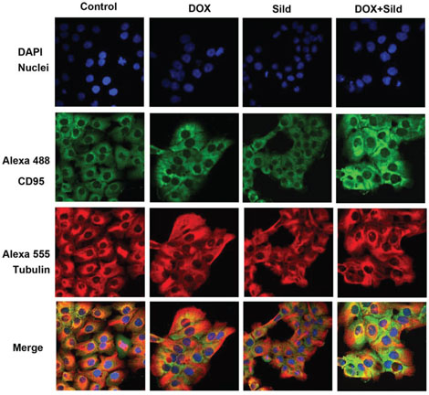 Figure 4. Sildenafil and DOX co-treatment enhanced surface localization of CD95 in DU 145 cells.