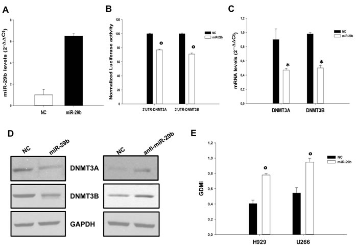 MiR-29b targets DNMT3A and DNMT3B and reduces global DNA methylation levels in MM cells.