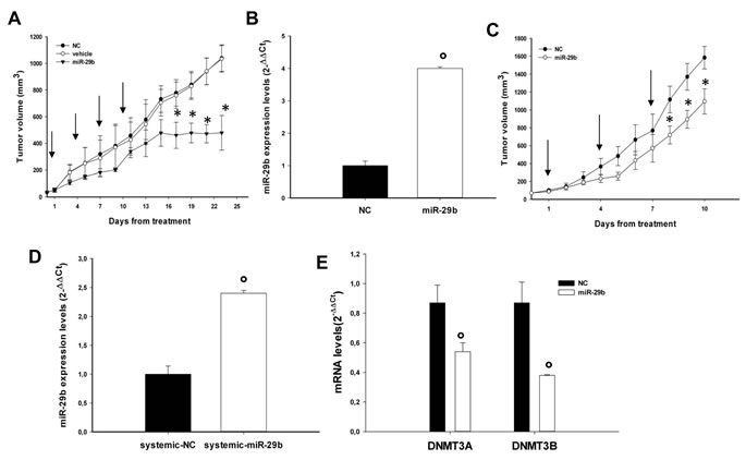 In vivo anti-tumor activity of miR-29b mimics after intratumoral or systemic delivery in MM mouse-models.
