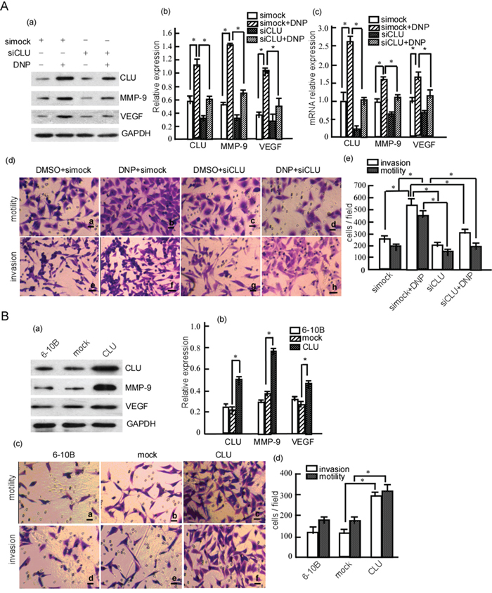 DNP-induced NPC cell invasion and motility through CLU.