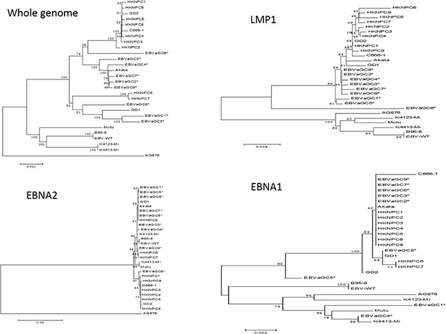 Phylogenetic trees of the whole EBV genomes and nucleotide sequences of EBNA1, EBNA2, and LMP1 genes.