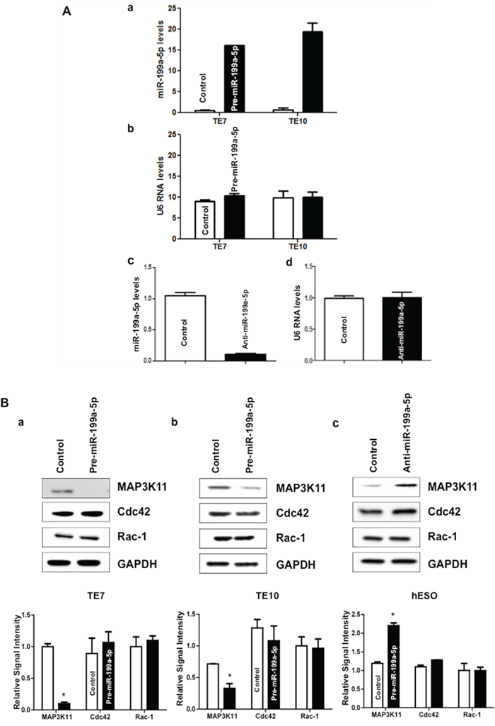 miR-199a-5p negatively regulates MAP3K11 expression in human esophageal cell lines.