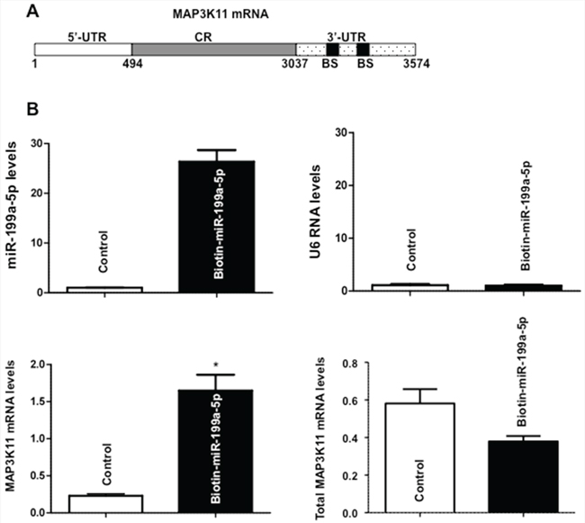 Association of miR-199a-5p with MAP3K11 mRNA.