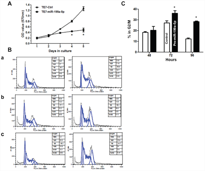 Overexpression of miR-199a-5p reduces proliferation and induces G2/M arrest in TE7 cells.