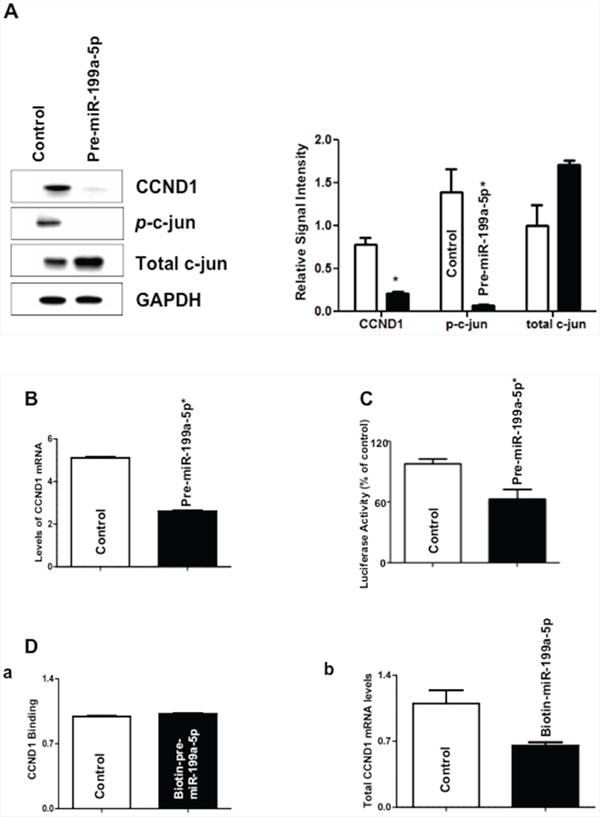 Effect of miR-199a-5p modulation on levels of c-jun and cyclin D1 (CCND1).