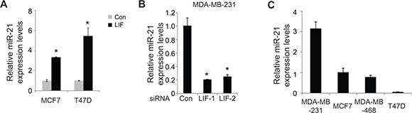 LIF induces the expression of miR-21.