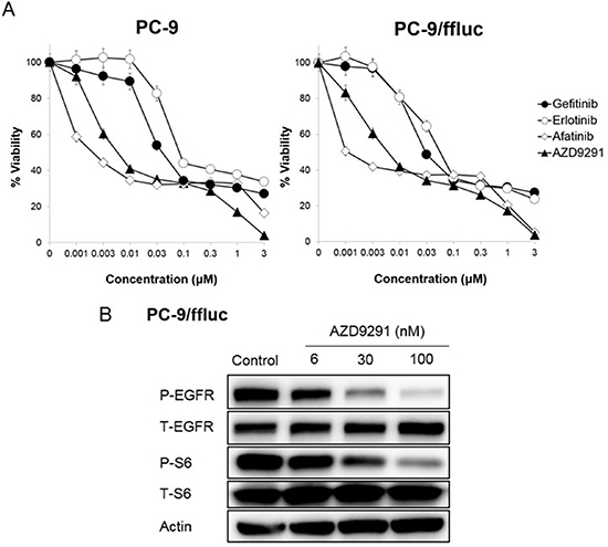 Sensitivity of PC-9/ffluc cells to EGFR-TKIs in vitro.