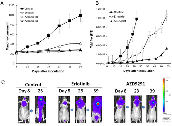Effect of EGFR-TKI treatment in subcutaneous and LMC models with PC-9/ffluc cells.